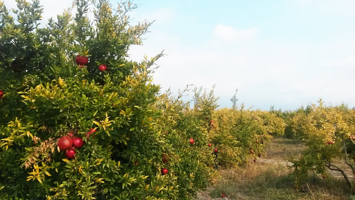 Plantación de granados en Azerbaiyán con frutos maduros en los árboles