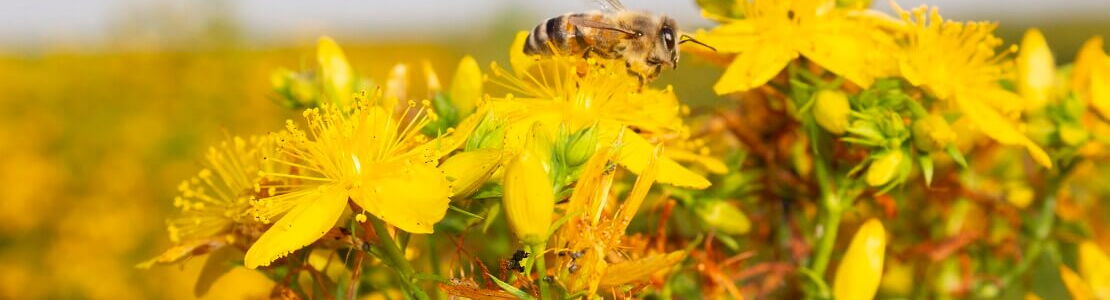 Millepertuis en fleurs aux fleurs jaunes dans le champ