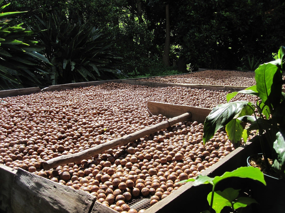Noix de macadamia séchant sur des claies en bois au Kenya