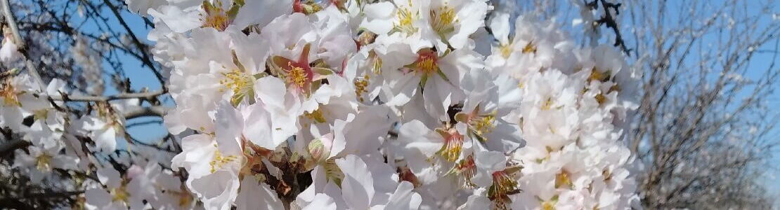 Amandiers en fleurs aux fleurs blanches en Espagne