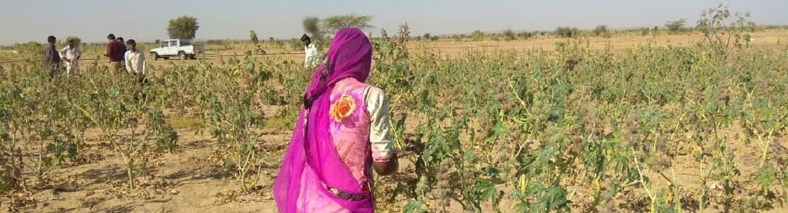 Champ de ricin en Inde avec une cueilleuse vêtue de rose