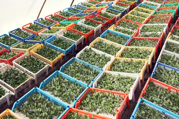 Jojoba-Setzlinge in bunten Anzuchtkisten
