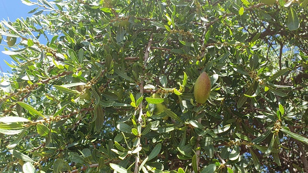 Arganbaum mit grünen Früchten