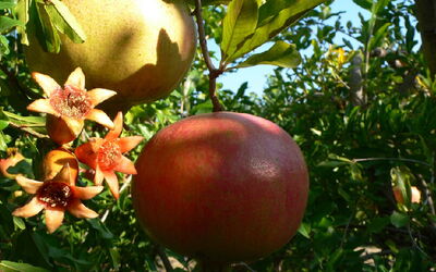 Aceite de semilla de granada