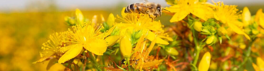 Olio di iperico – un beneficio davvero speciale