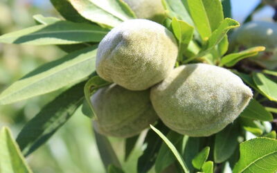 Producción de harina de almendra