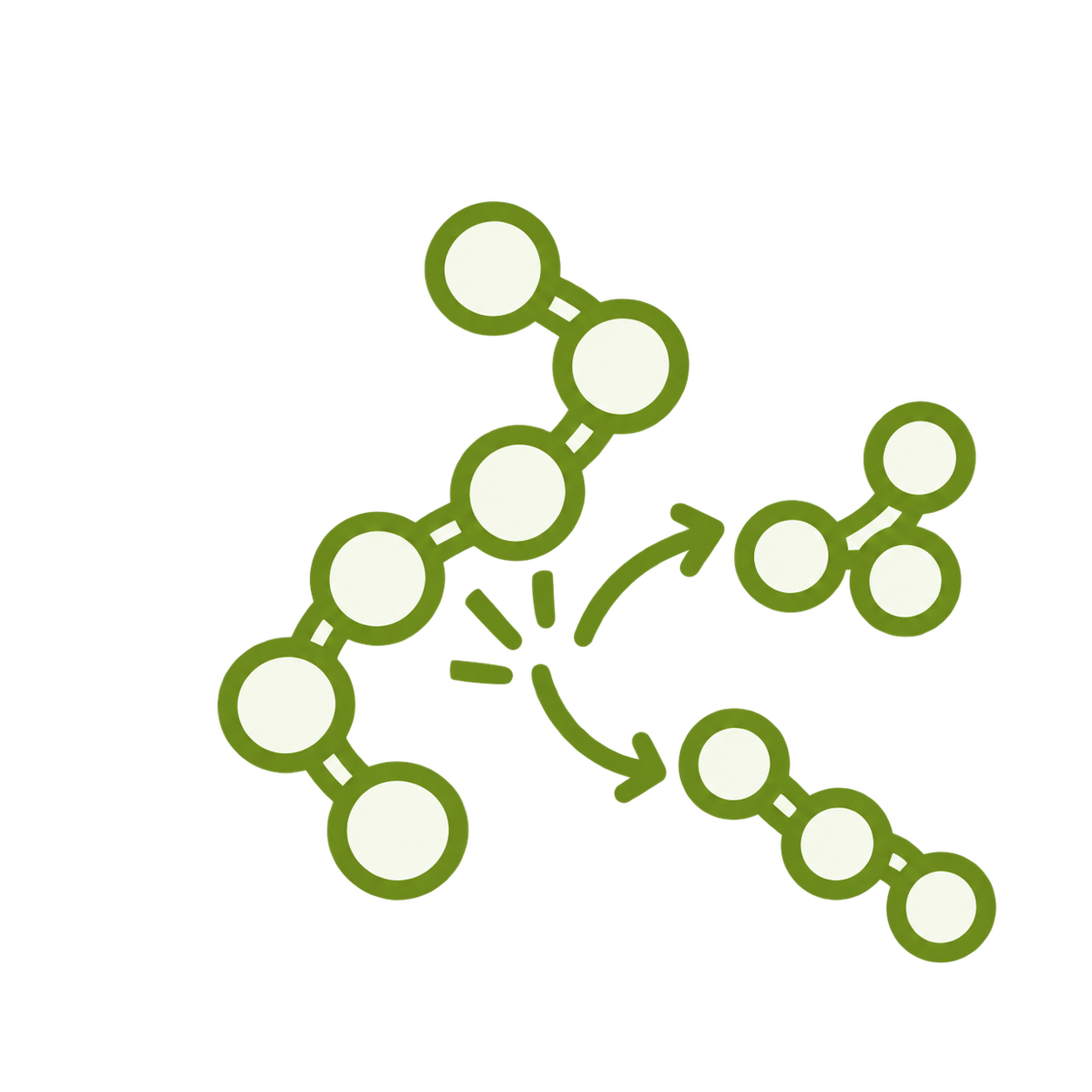 Scission des chaînes protéiques en peptides plus petits