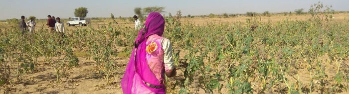 Rizinusfeld in Indien mit einer Erntehelferin in pinkem Gewand